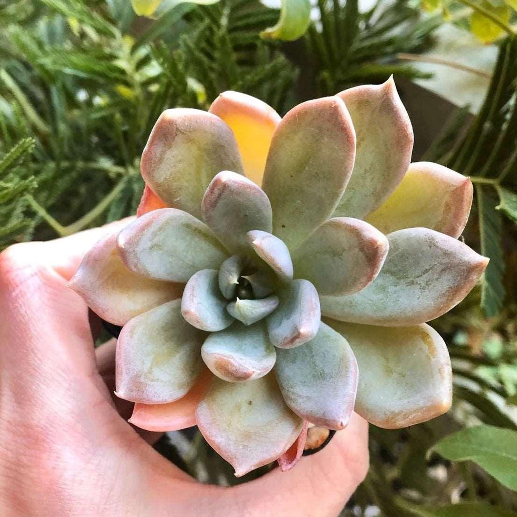 succulent silver Echeveria Silver Queen