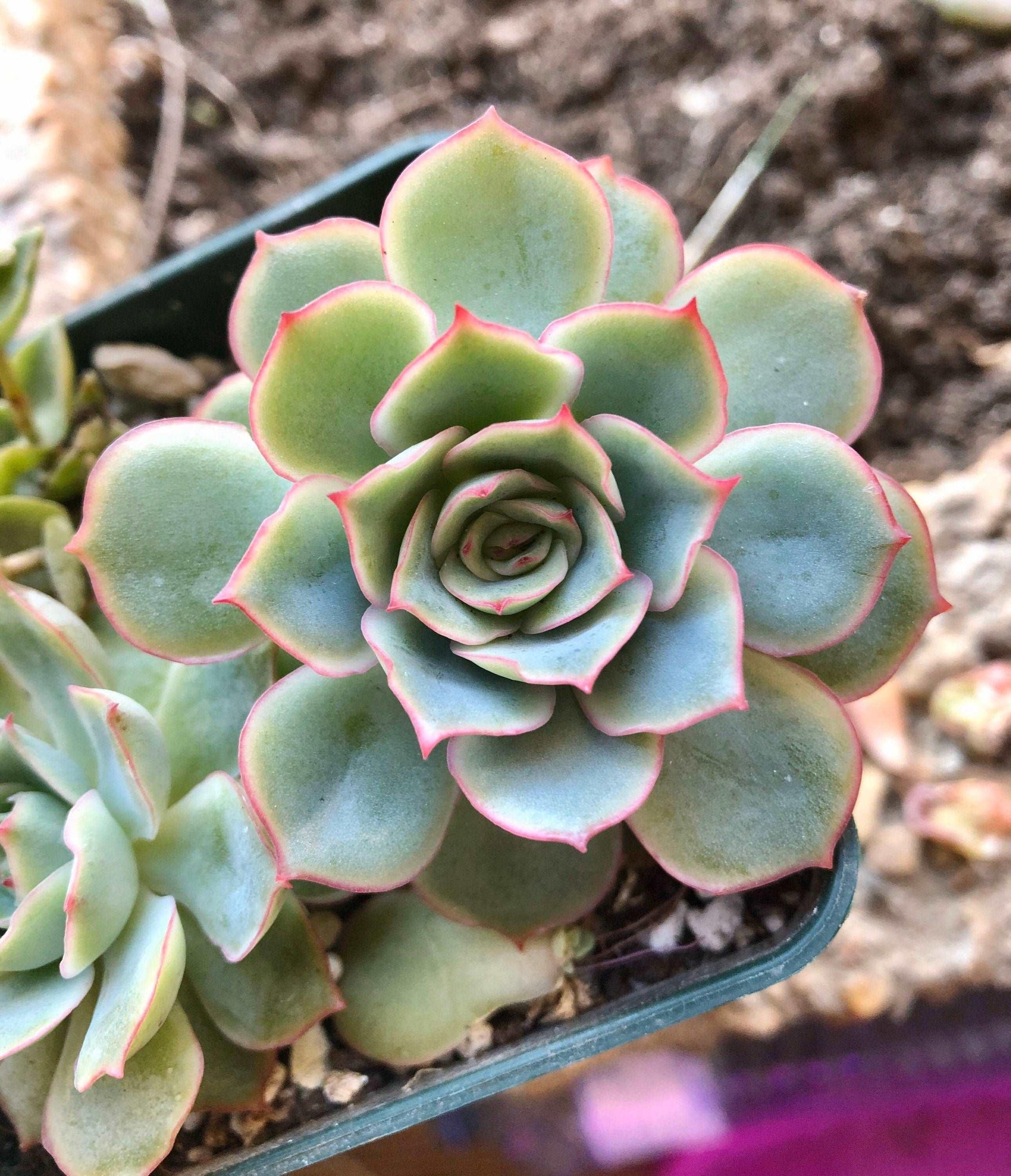 rare echeveria succulents Echeveria Californica Queen (Echeveria Esther), rare succulent plant