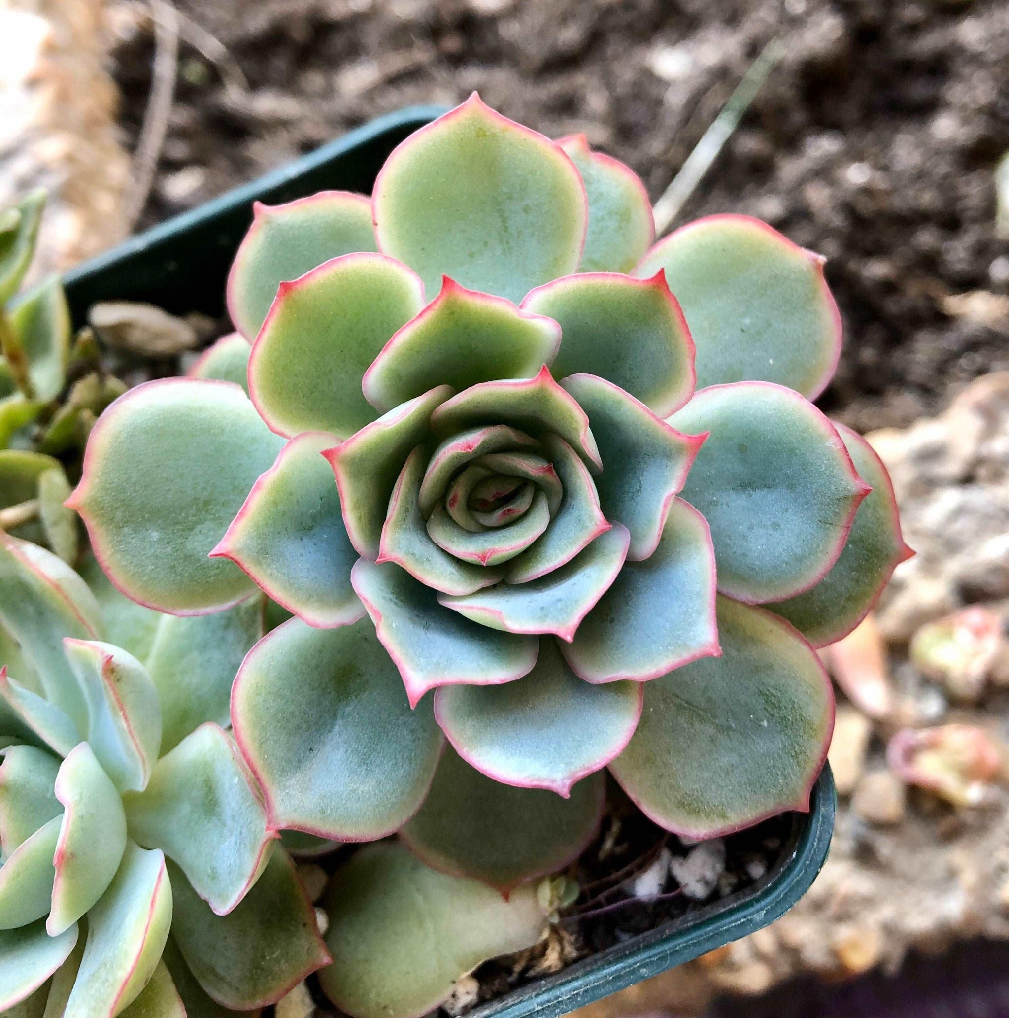echeveria atlantis succulent Echeveria Californica Queen (Echeveria Esther), rare succulent plant