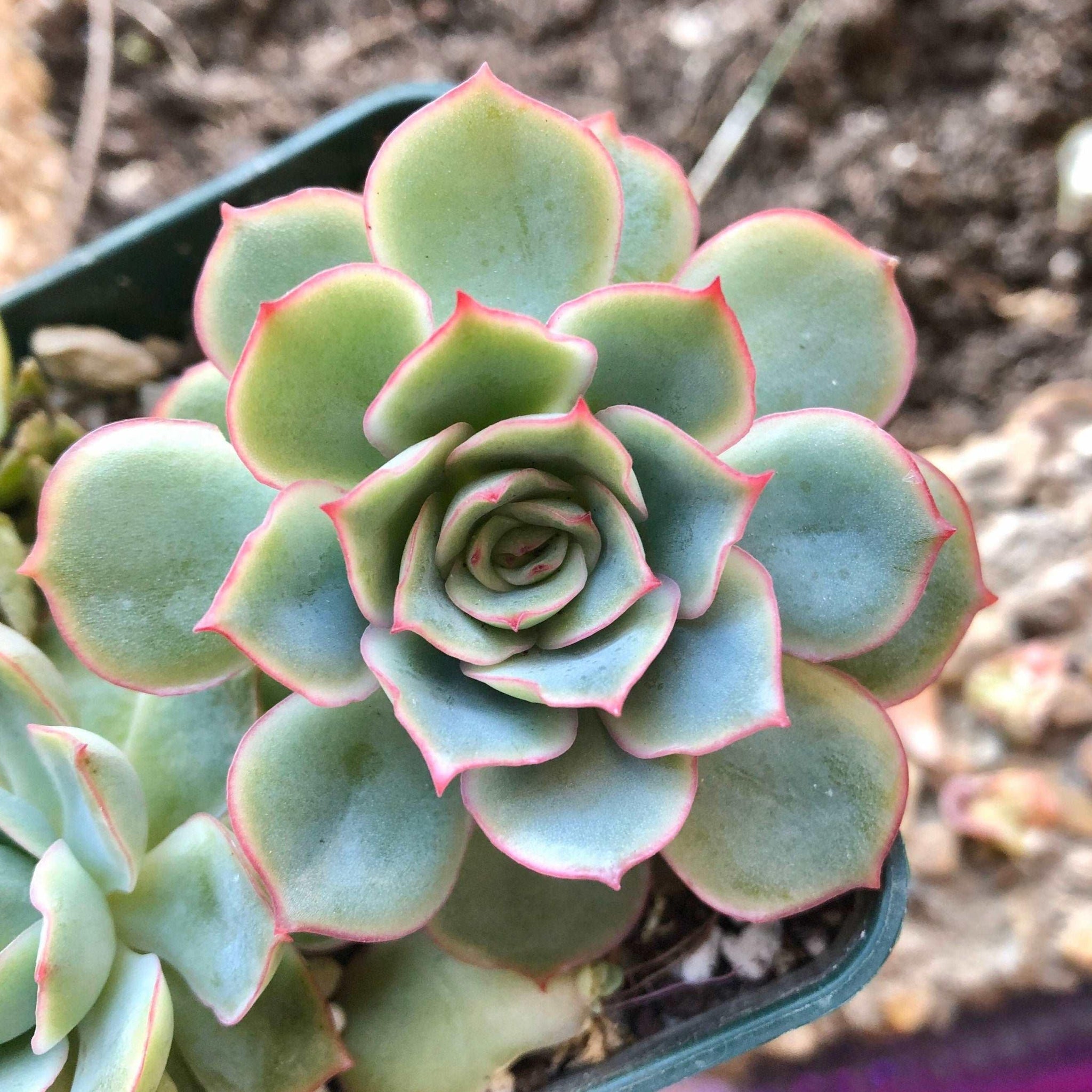 succulent queen Echeveria Californica Queen (Echeveria Esther), rare succulent plant