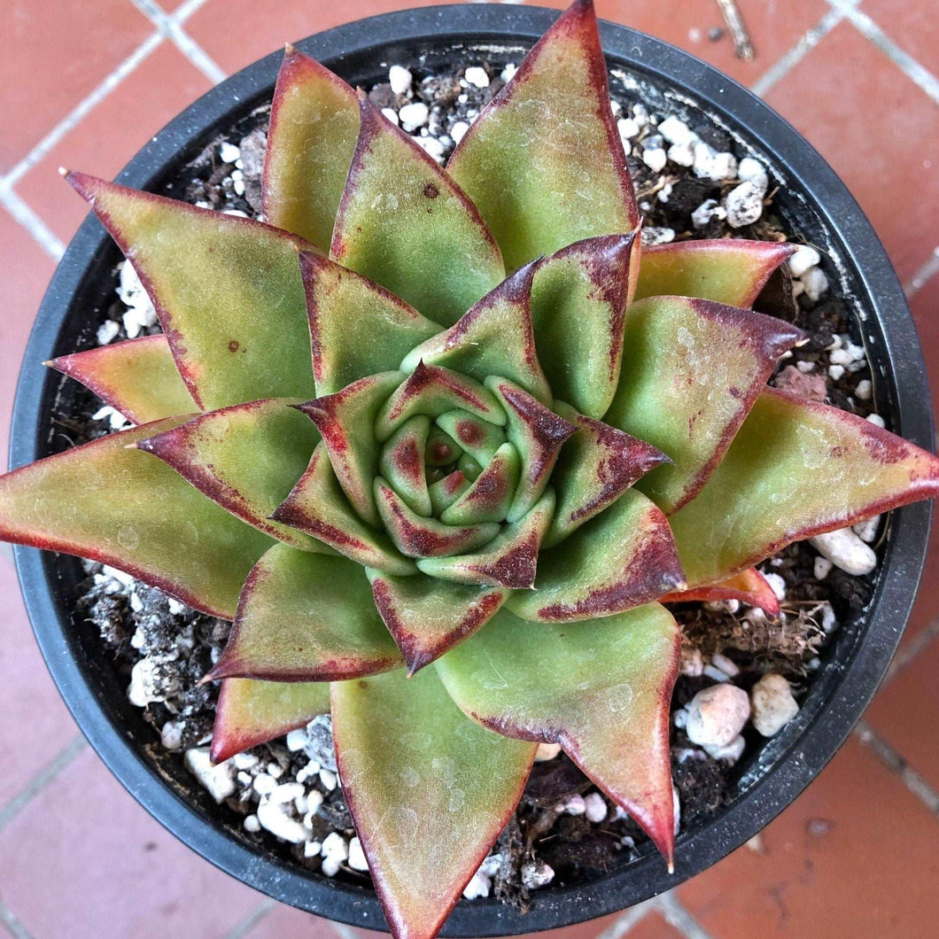 red edged succulent Echeveria Agavoides 'Red Edge'