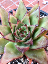Load image into Gallery viewer, Echeveria Agavoides &#39;Red Edge&#39;
