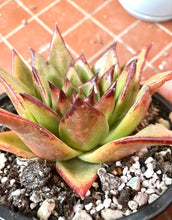 Load image into Gallery viewer, Echeveria Agavoides &#39;Red Edge&#39;
