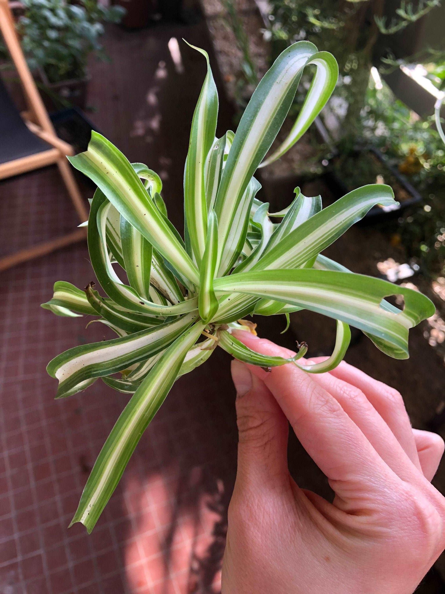 curly spider plant for sale Chlorophytum Comosum 'Curly'