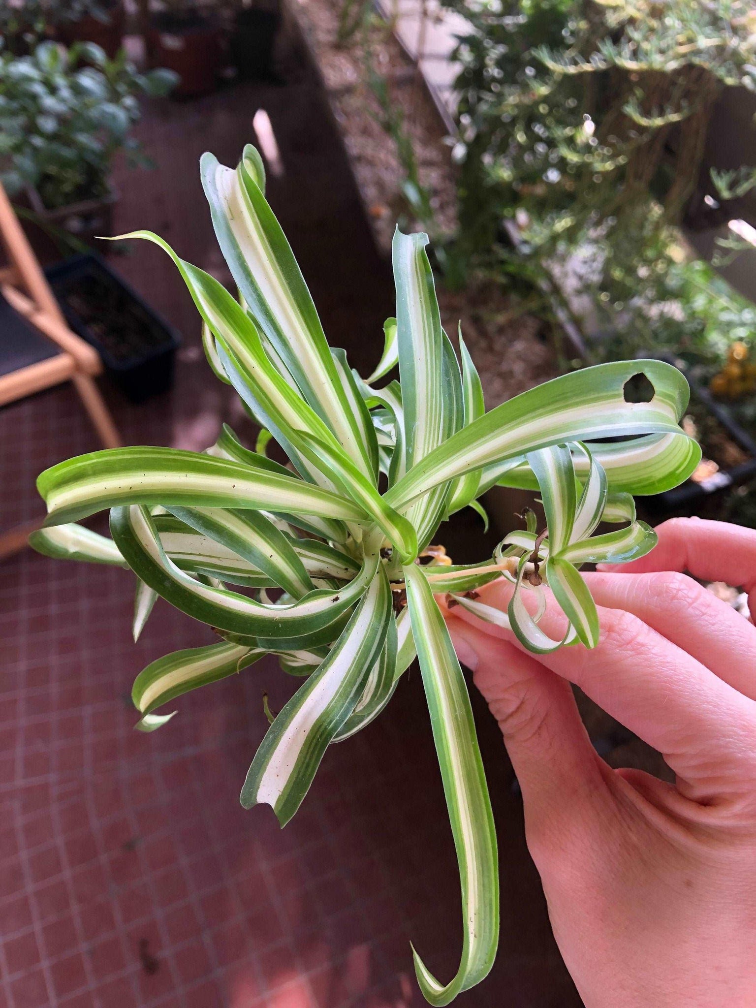 chlorophytum curly Chlorophytum Comosum 'Curly'