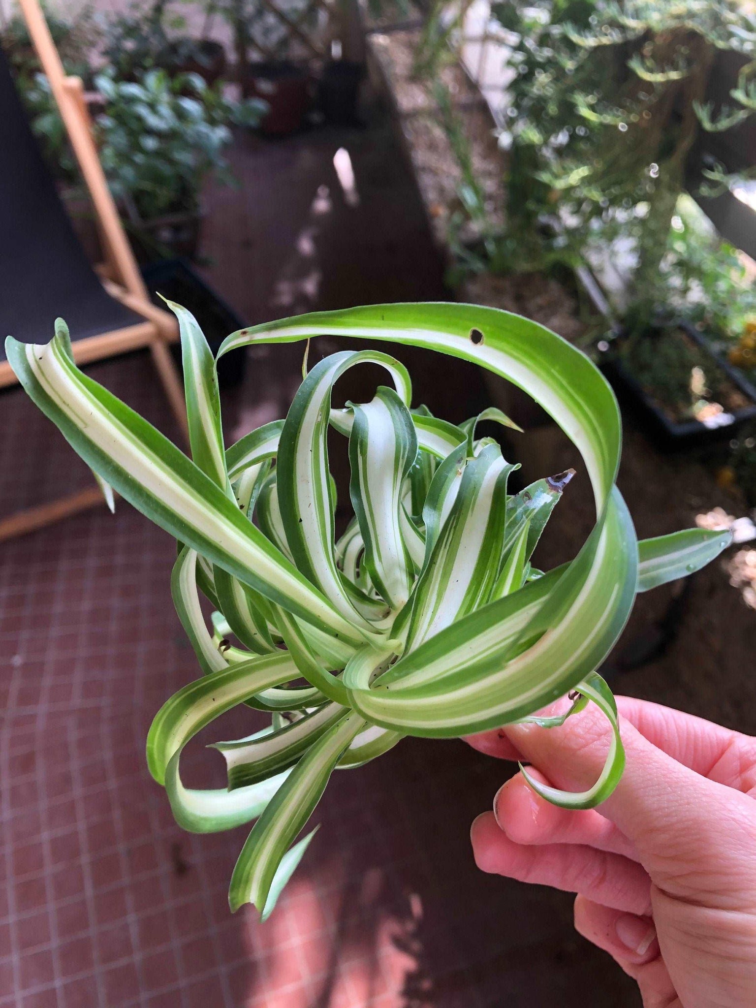curly spider plant sale Chlorophytum Comosum 'Curly'