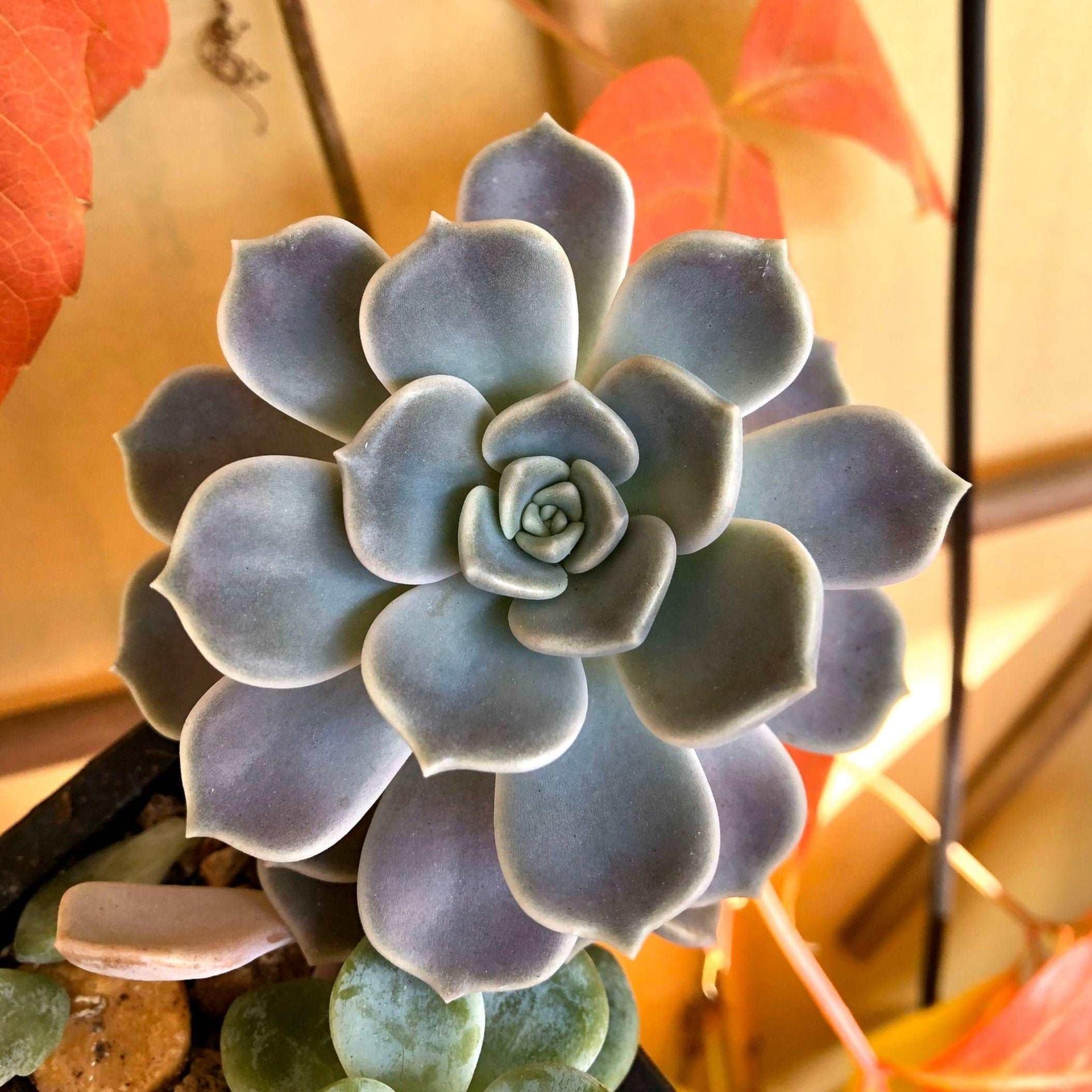 succulent gems Graptoveria Alabaster Gem, prolific, fast-growing succulent plant