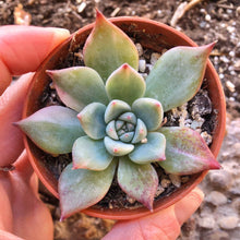 Load image into Gallery viewer, Echeveria Chihuahuaensis Variegata
