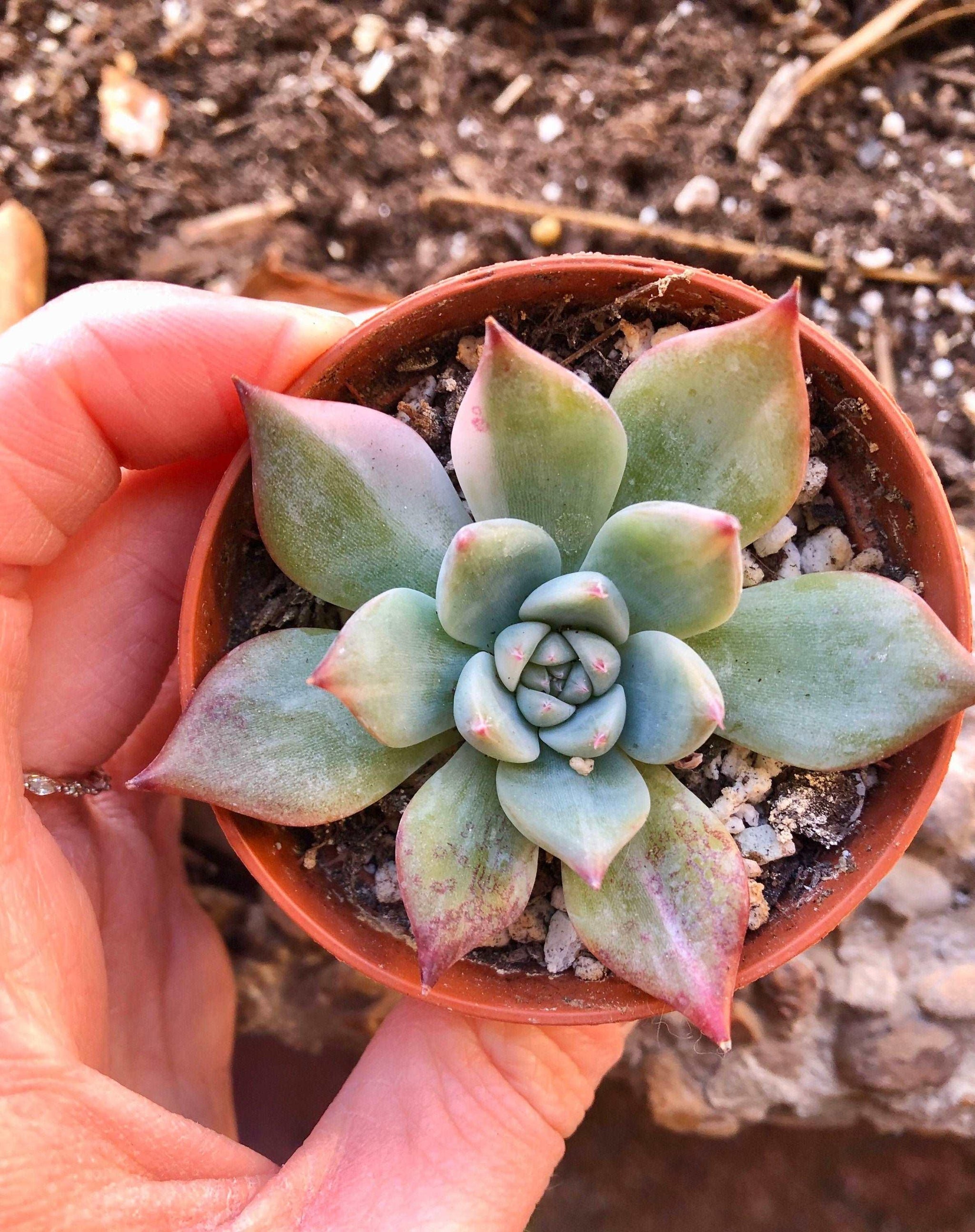 Echeveria Chihuahuaensis Variegata