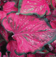 Caladium 'Pink Panther' bulb