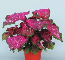 Load image into Gallery viewer, Caladium &#39;Pink Panther&#39; bulb

