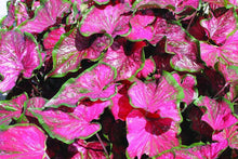 Load image into Gallery viewer, Caladium &#39;Pink Panther&#39; bulb
