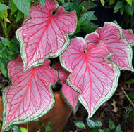 Caladium 'Florida Sweetheart' bulb