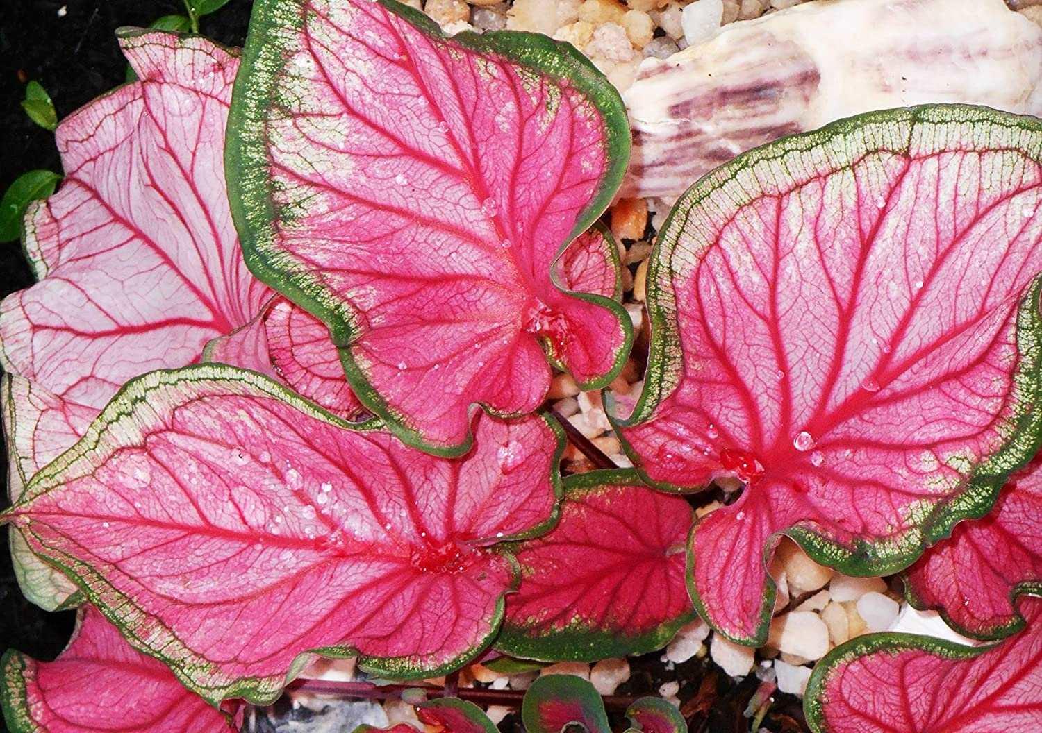 Caladium 'Florida Sweetheart' | RARE tropical pink houseplant, hybrid variety, perennial pink and green foliage, spring tuber/bulb