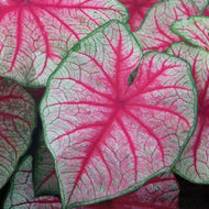Caladium 'Rhapsody' bulb