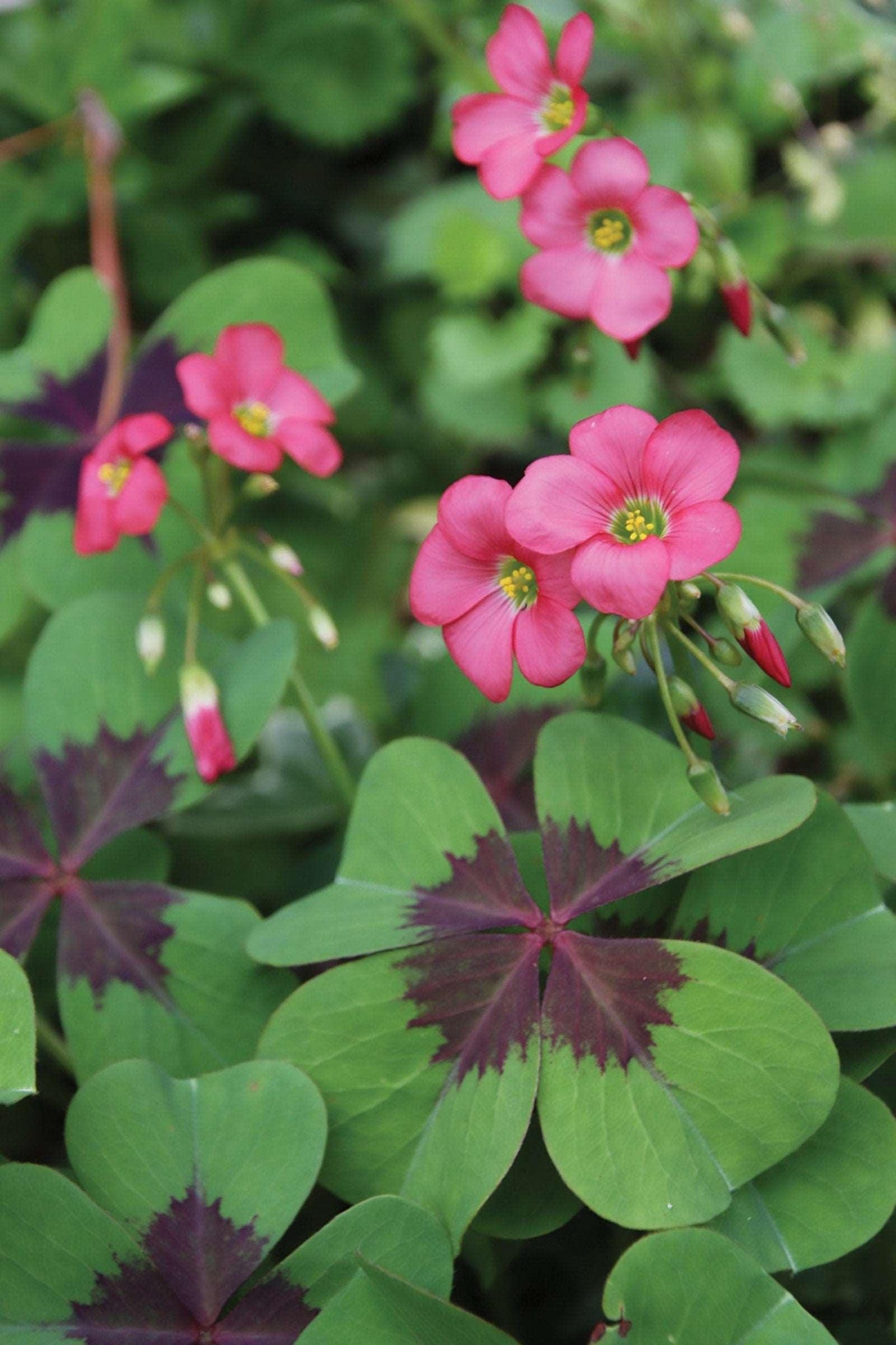 clover house plant Oxalis Iron Cross (Oxalis tetraphylla) bulb 4/5 - Good luck plant, lucky four leaved clover, shamrock