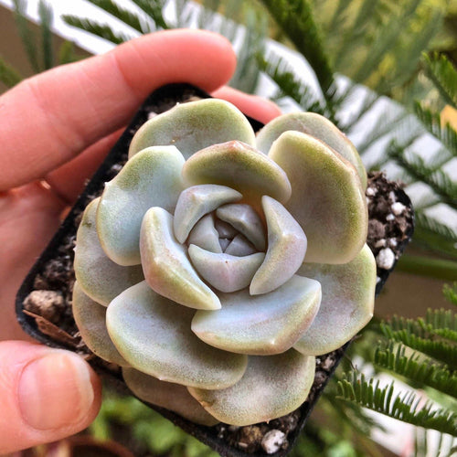 Echeveria Tainyberger