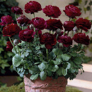 Ranunculus Tomer Purple
