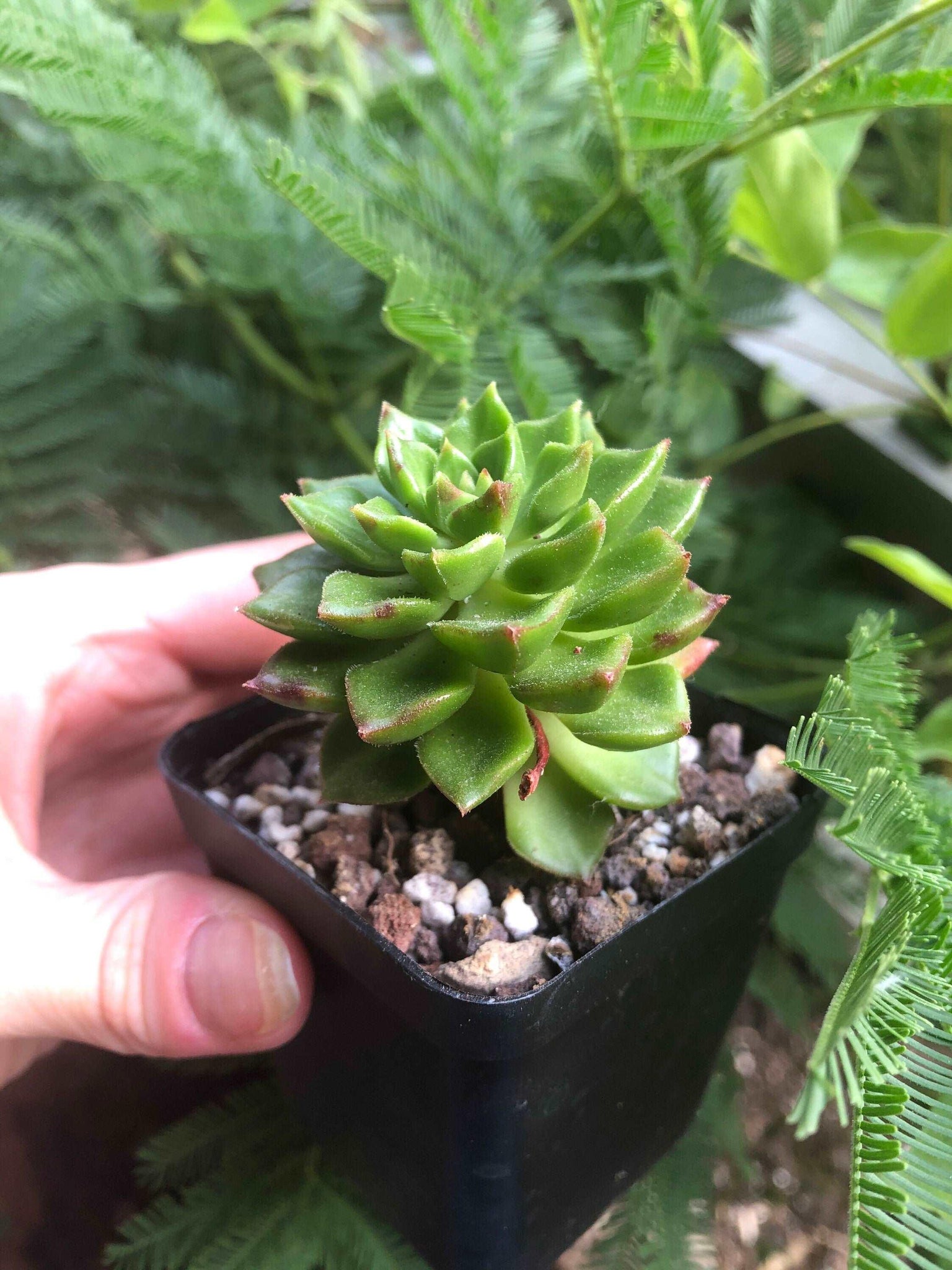 sedeveria letizia succulent Sedeveria Letizia (Sedum cuspidatum x Echeveria setosa v. ciliata) succulent, in a six centimeter plant pot