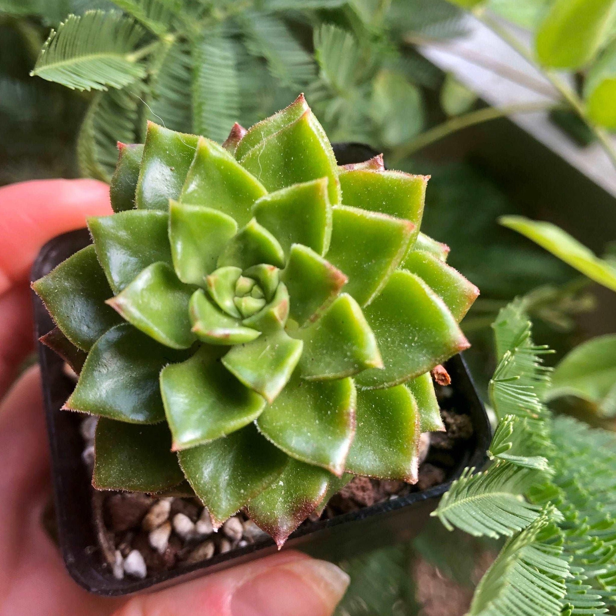 sedeveria starburst succulent Sedeveria Letizia (Sedum cuspidatum x Echeveria setosa v. ciliata) succulent,  in a six centimeter plant pot