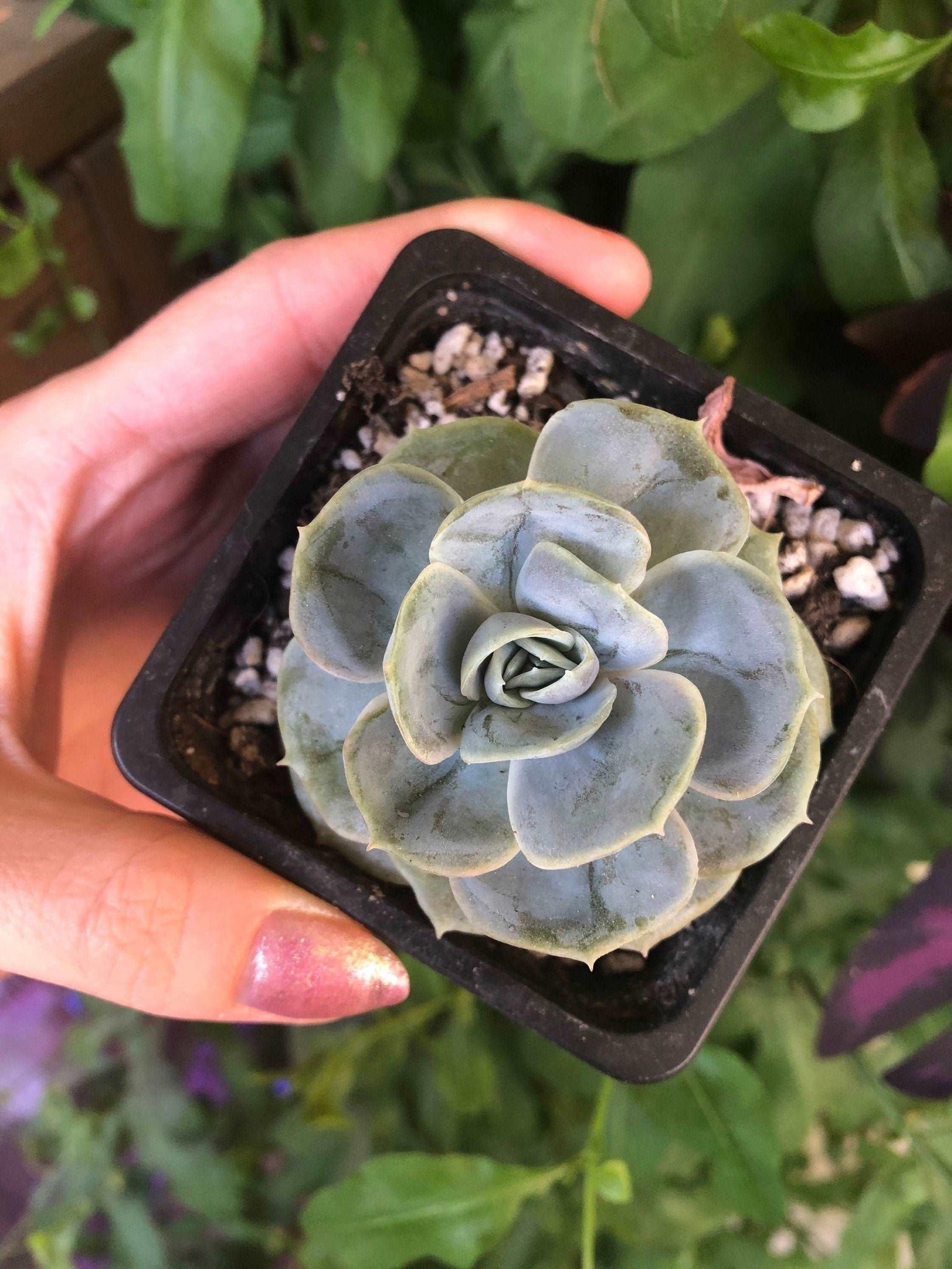 blue surprise succulent Echeveria Blue Surprise