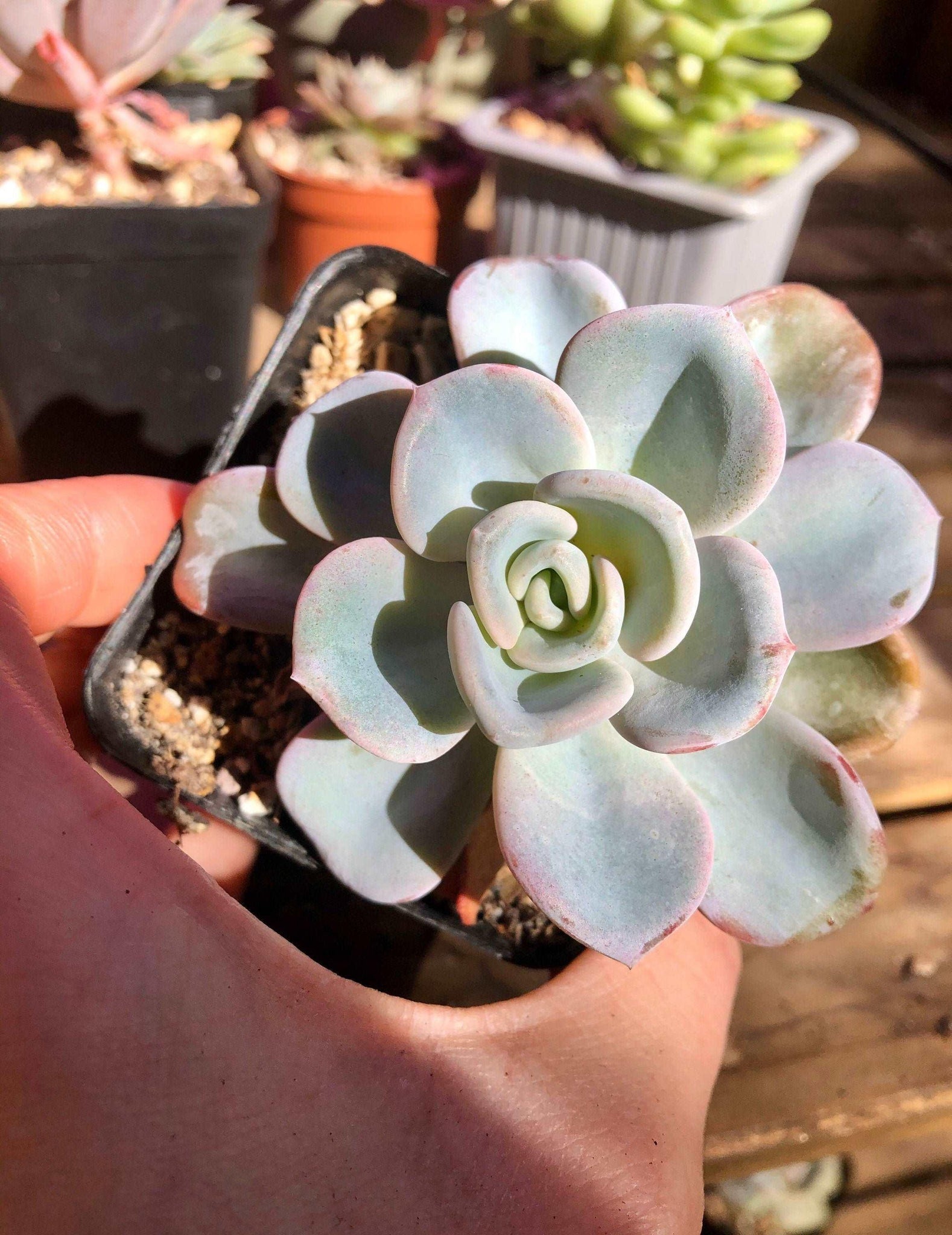 orpet succulent Pachyveria Orpet