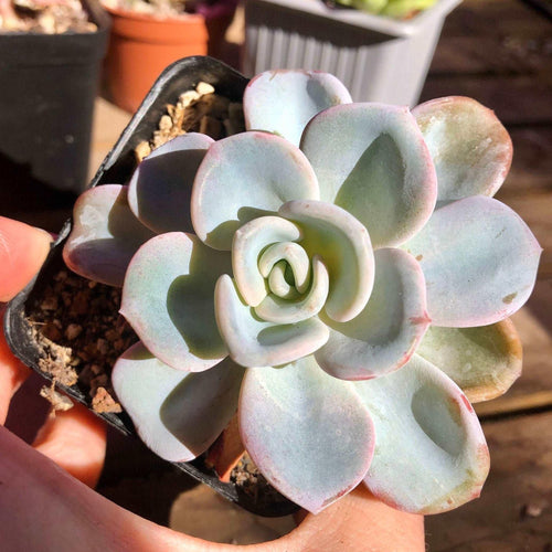 Pachyveria Orpet