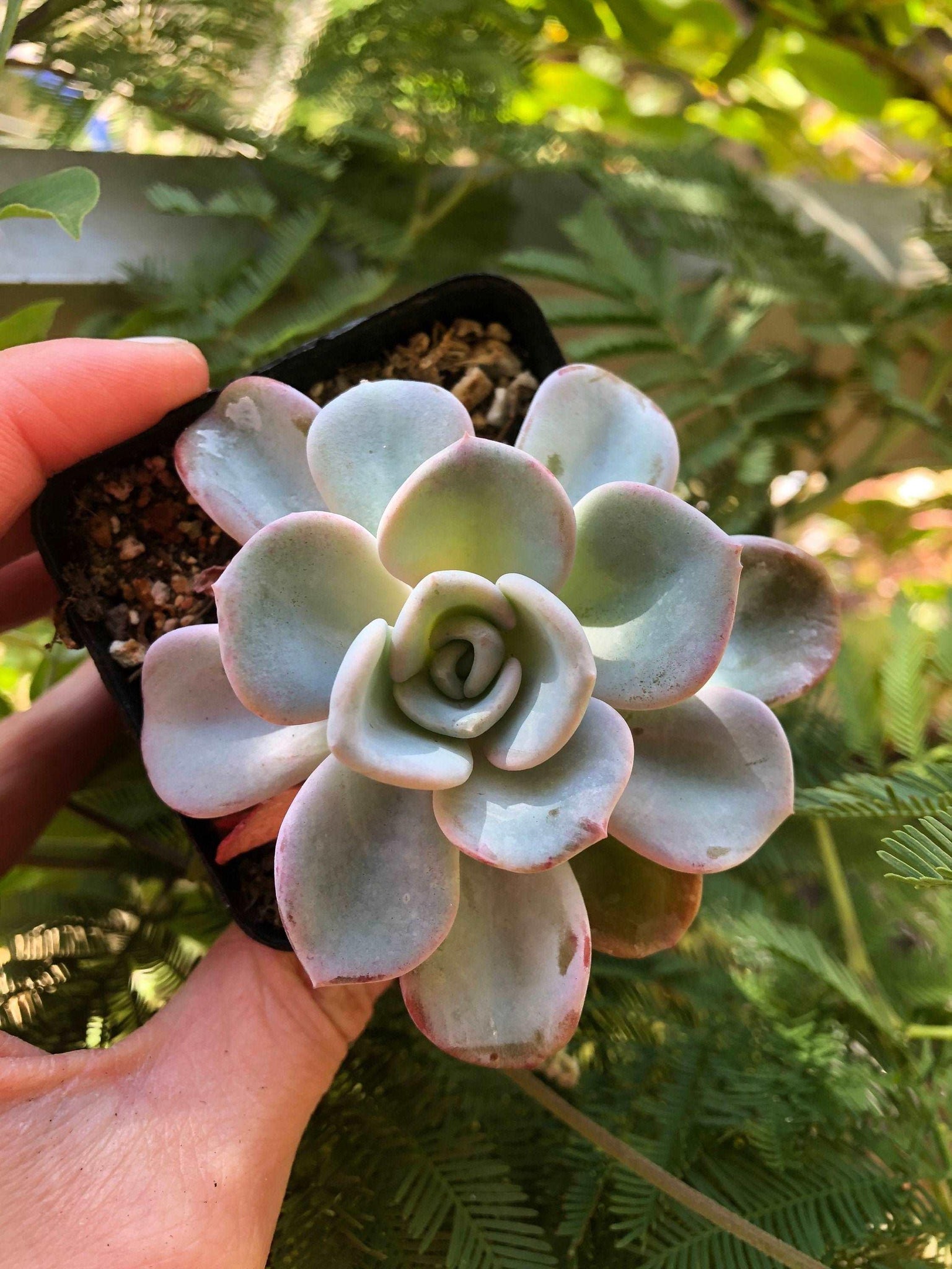 orpet succulent Pachyveria Orpet