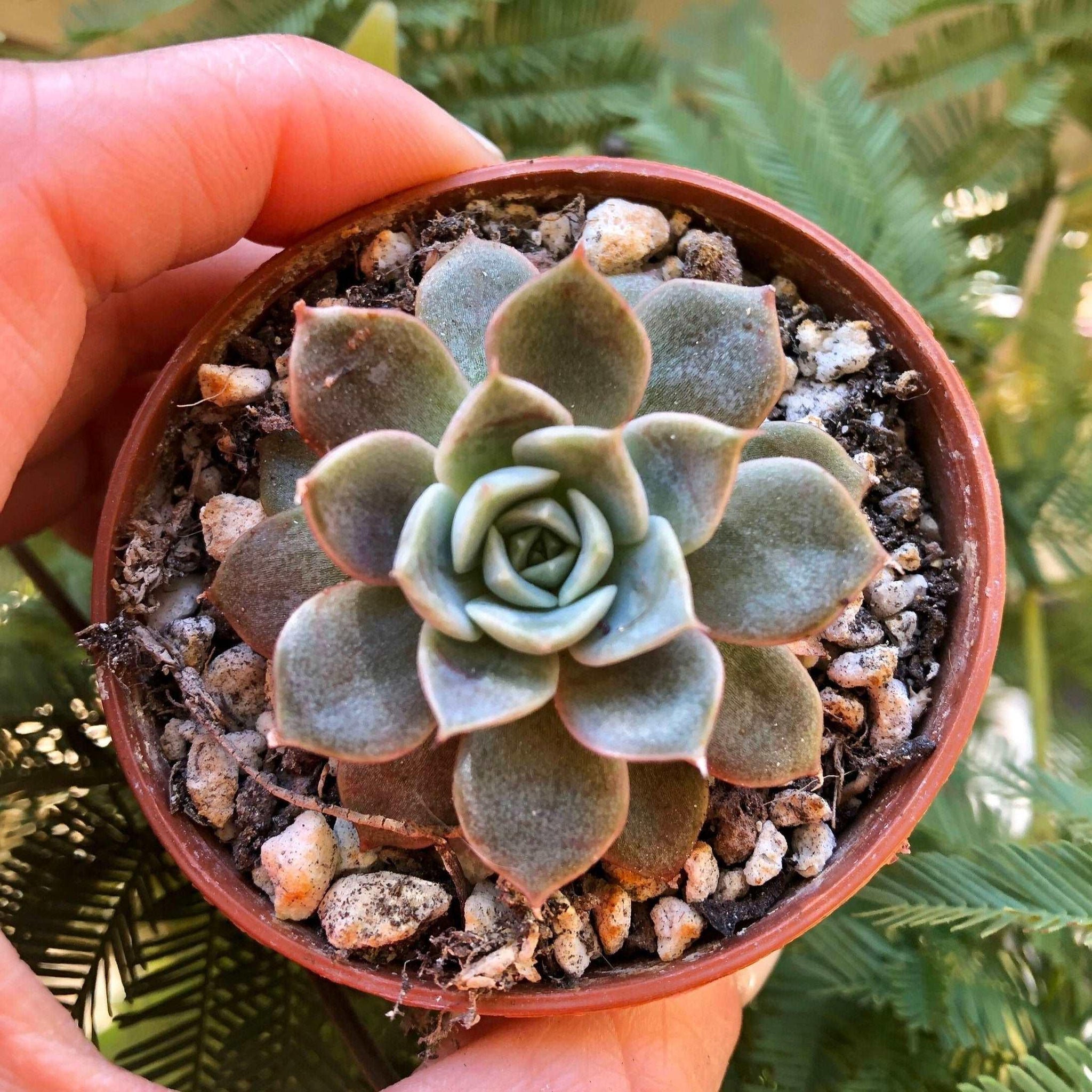 maroon succulent Echeveria Maroon Hill