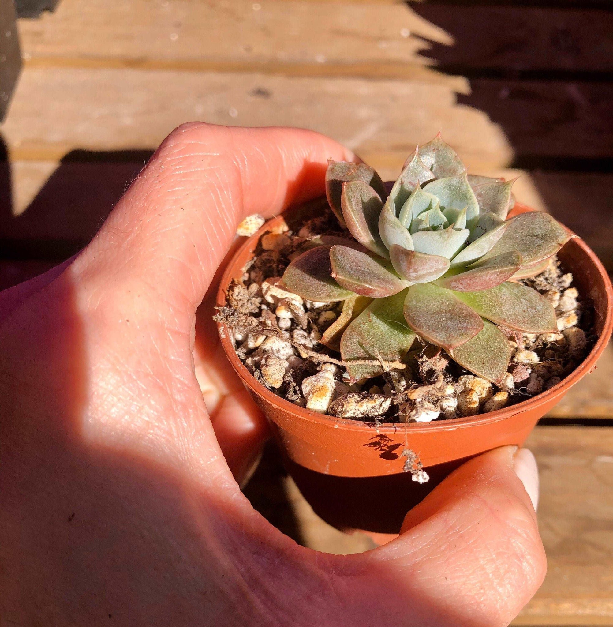 maroon succulent plants Echeveria Maroon Hill