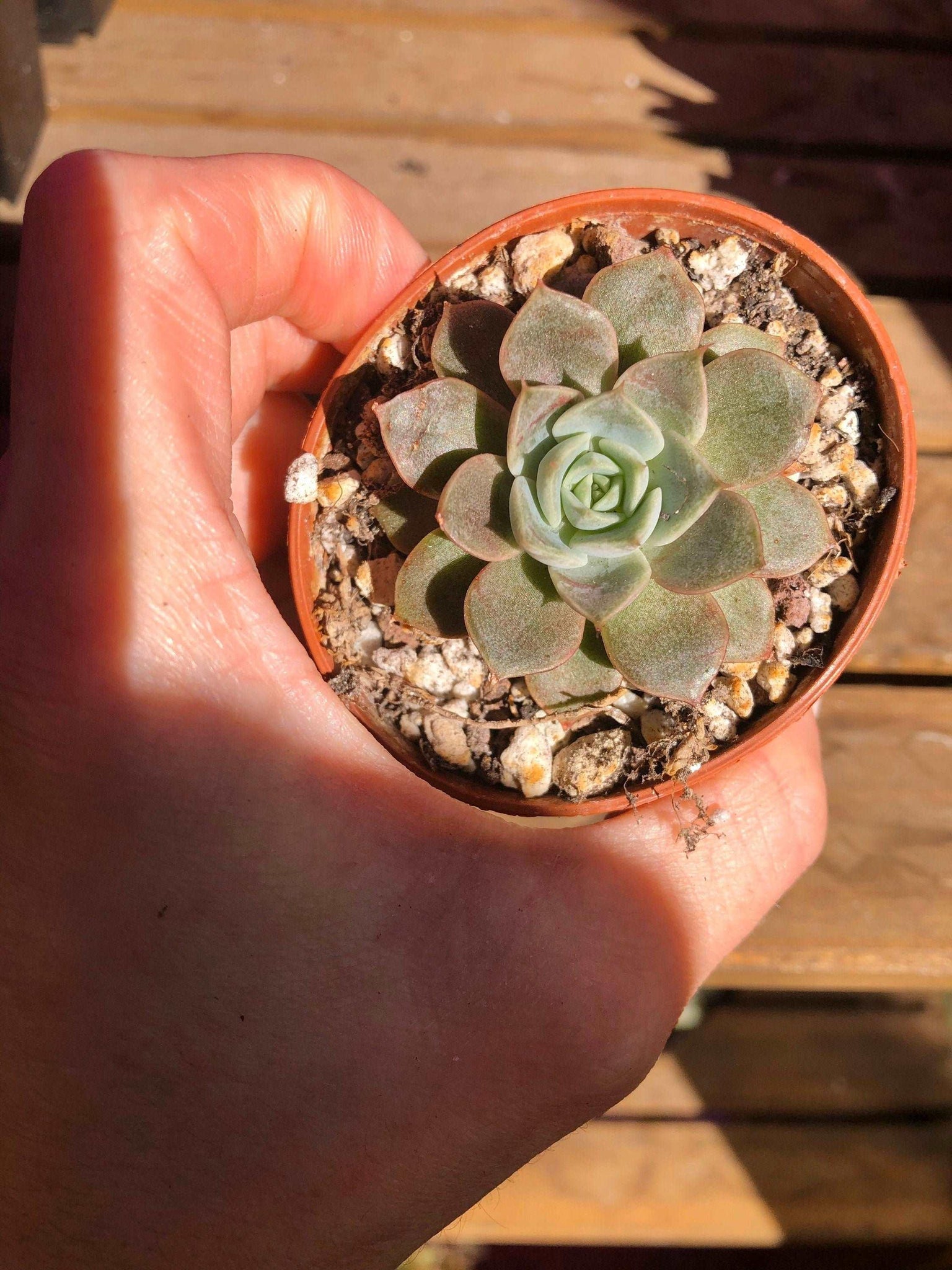 maroon succulent Echeveria Maroon Hill