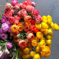 Ranunculus Rainbow Mix corms