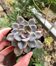 Load image into Gallery viewer, Echeveria Pretty in Pink
