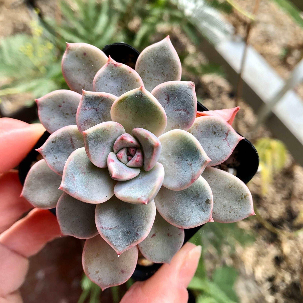 Echeveria Pretty in Pink