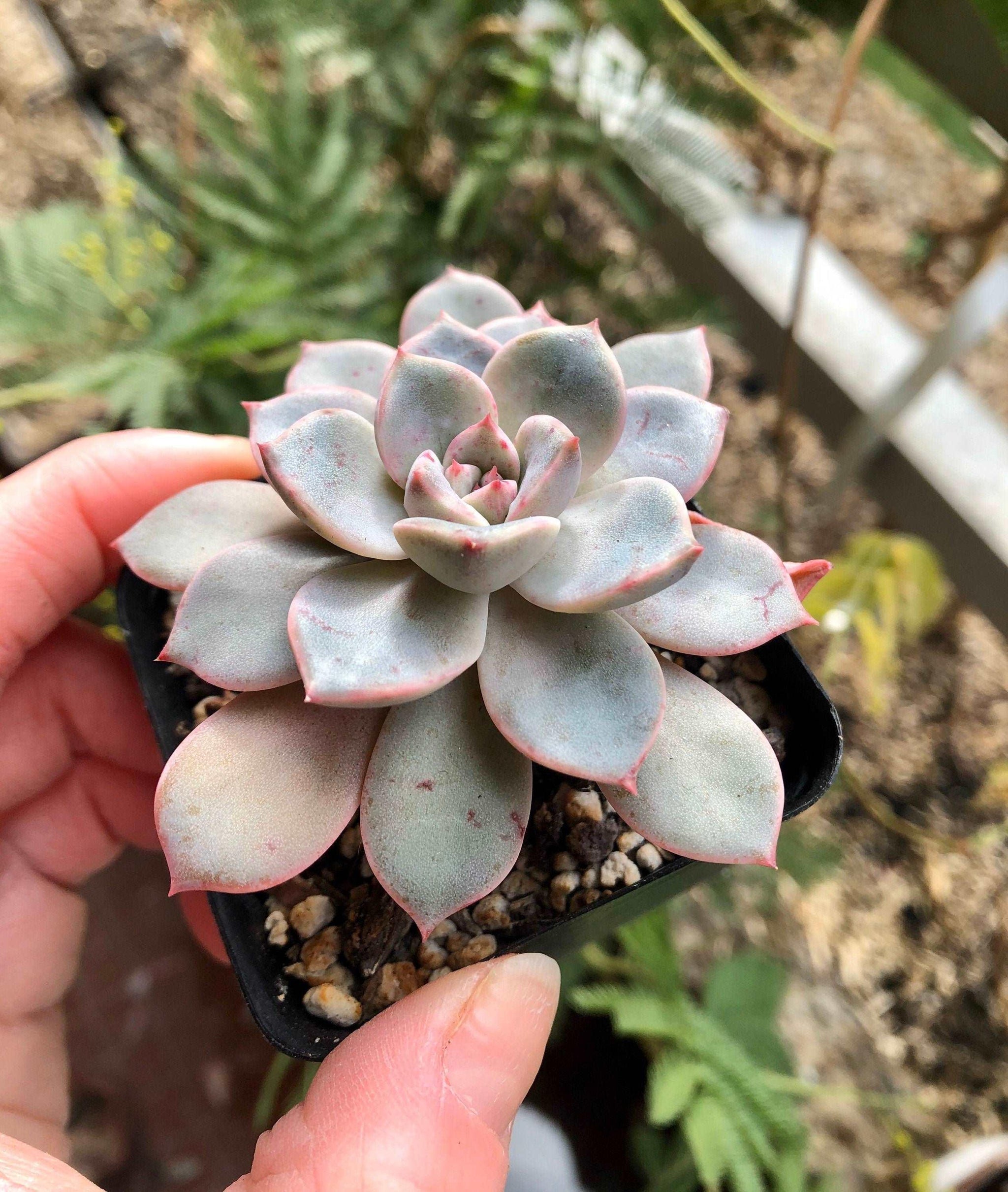 Echeveria Pretty in Pink, rare succulent, baby succulent plant