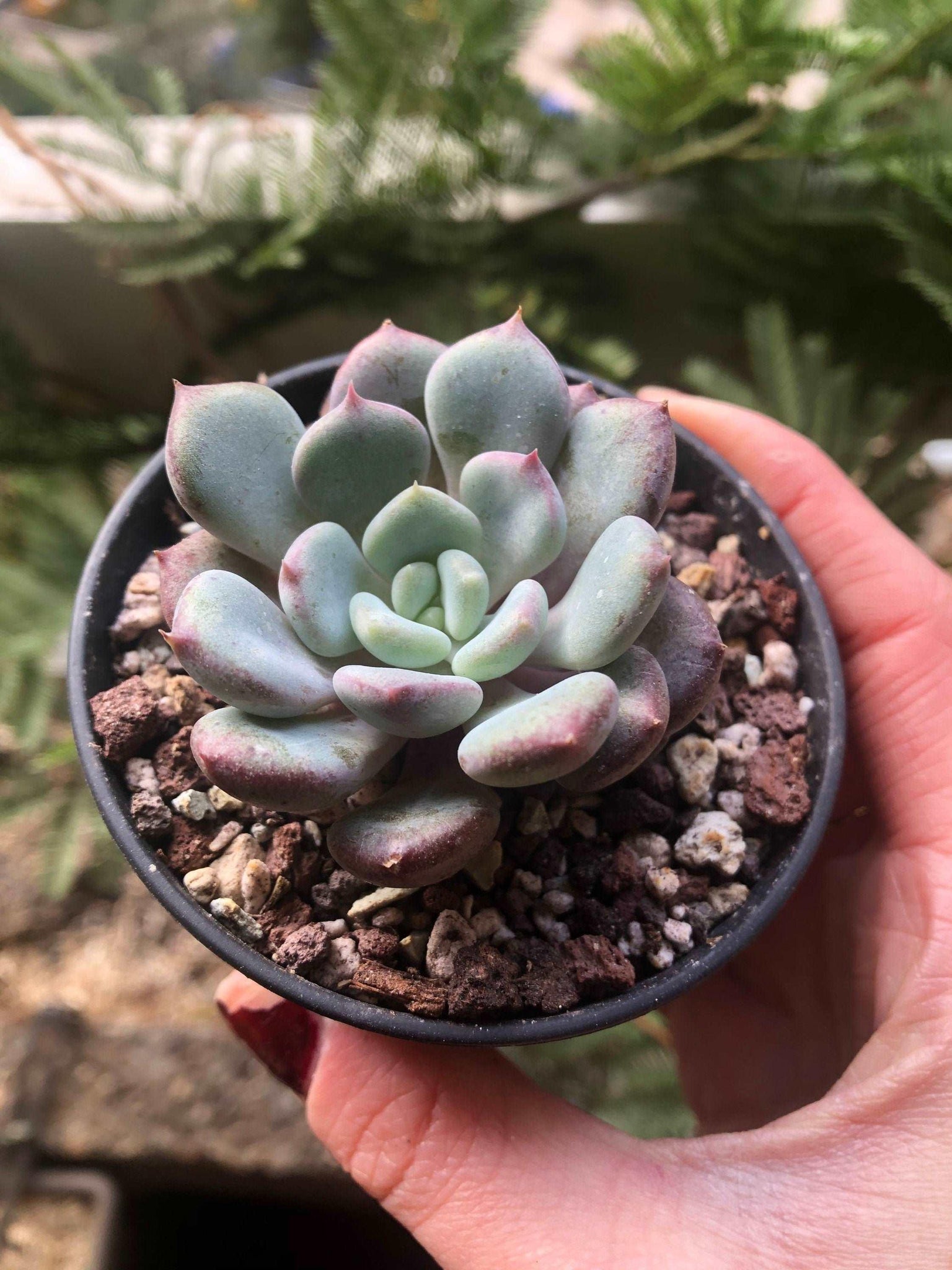 succulent echeveria laui Echeveria Lepe (Lola x Laui hybrid)