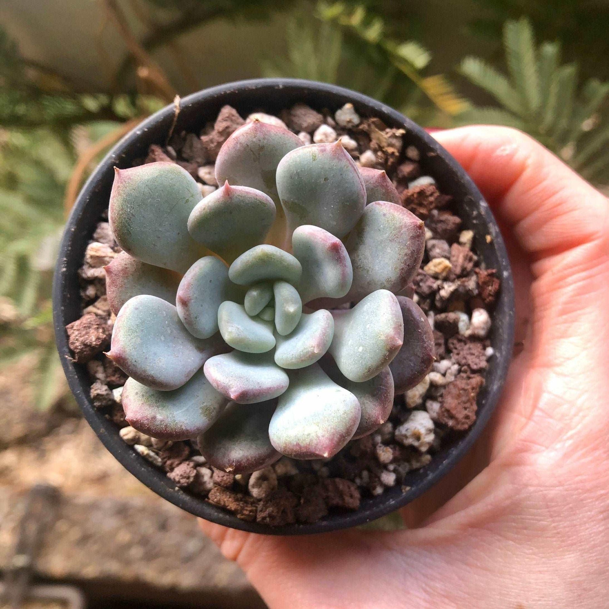 Echeveria Lepe (Lola x Laui hybrid)