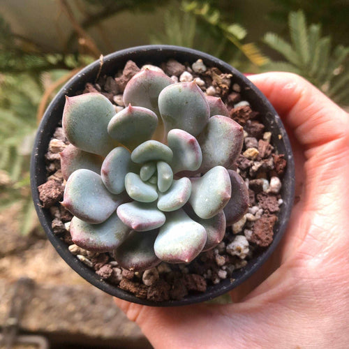 Echeveria Lepe