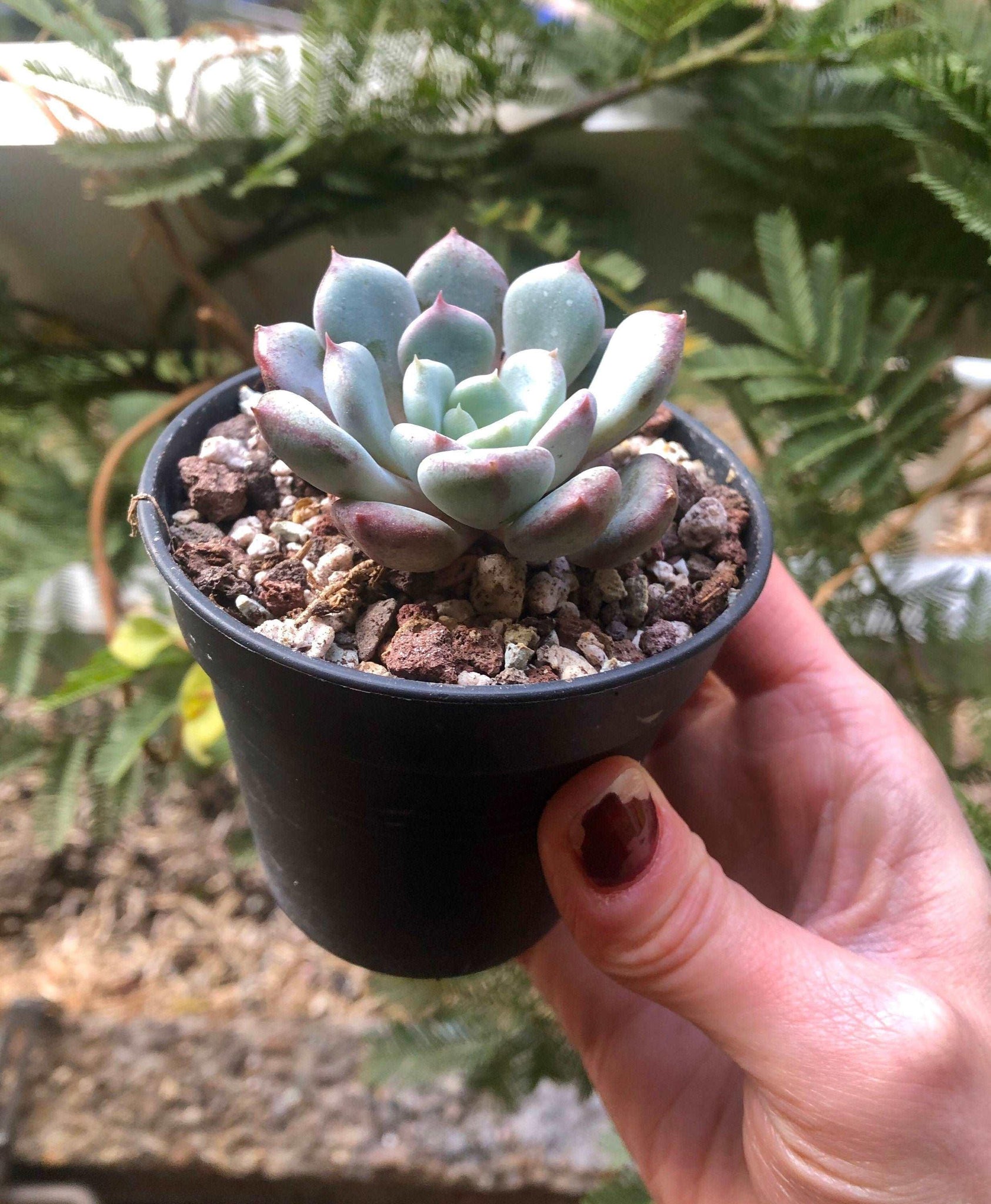 echeveria laui succulent Echeveria Lepe (Lola x Laui hybrid)