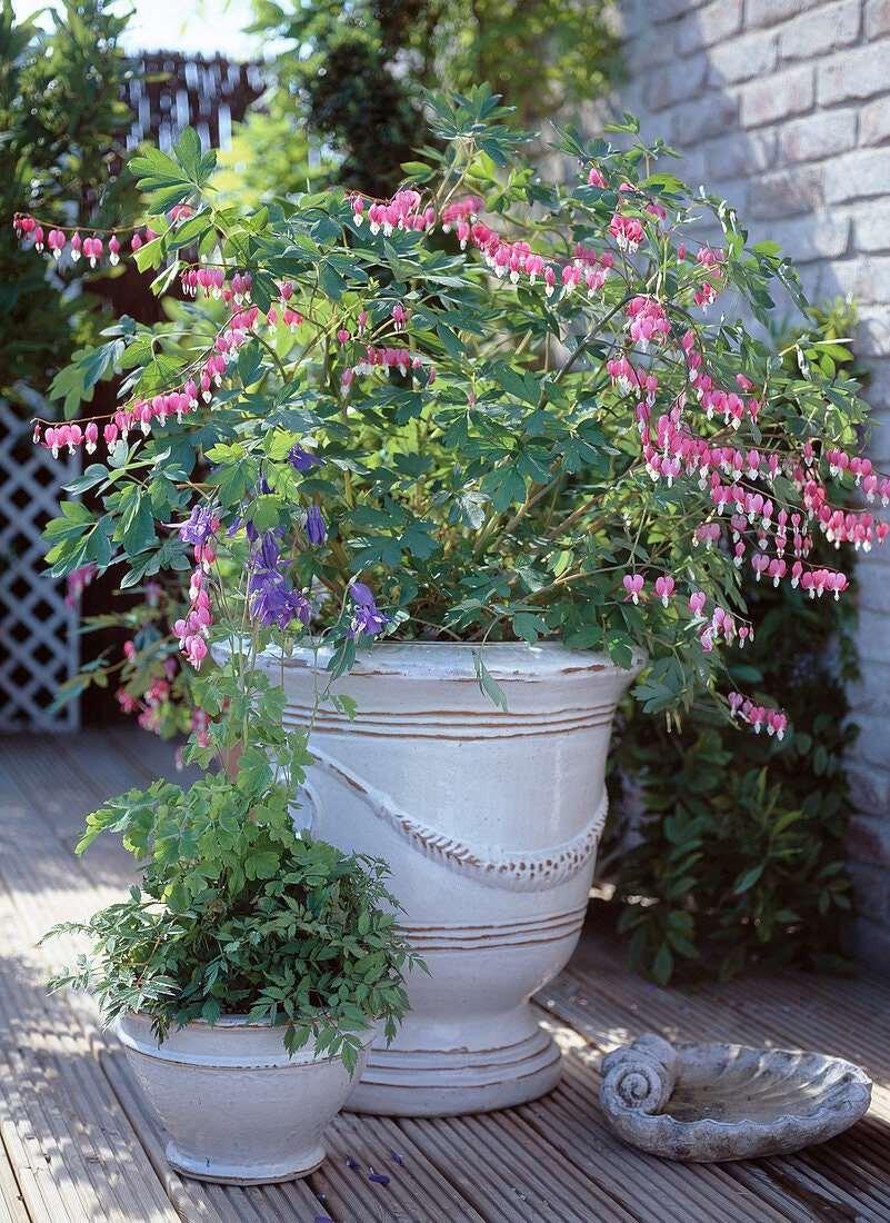 bleeding heart plant in pot Bleeding Hearts plant roots/rhizomes (Dicentra spectabilis; Lamprocapnos  spectabilis)