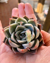 Charger l&#39;image dans la galerie, Echeveria Solid
