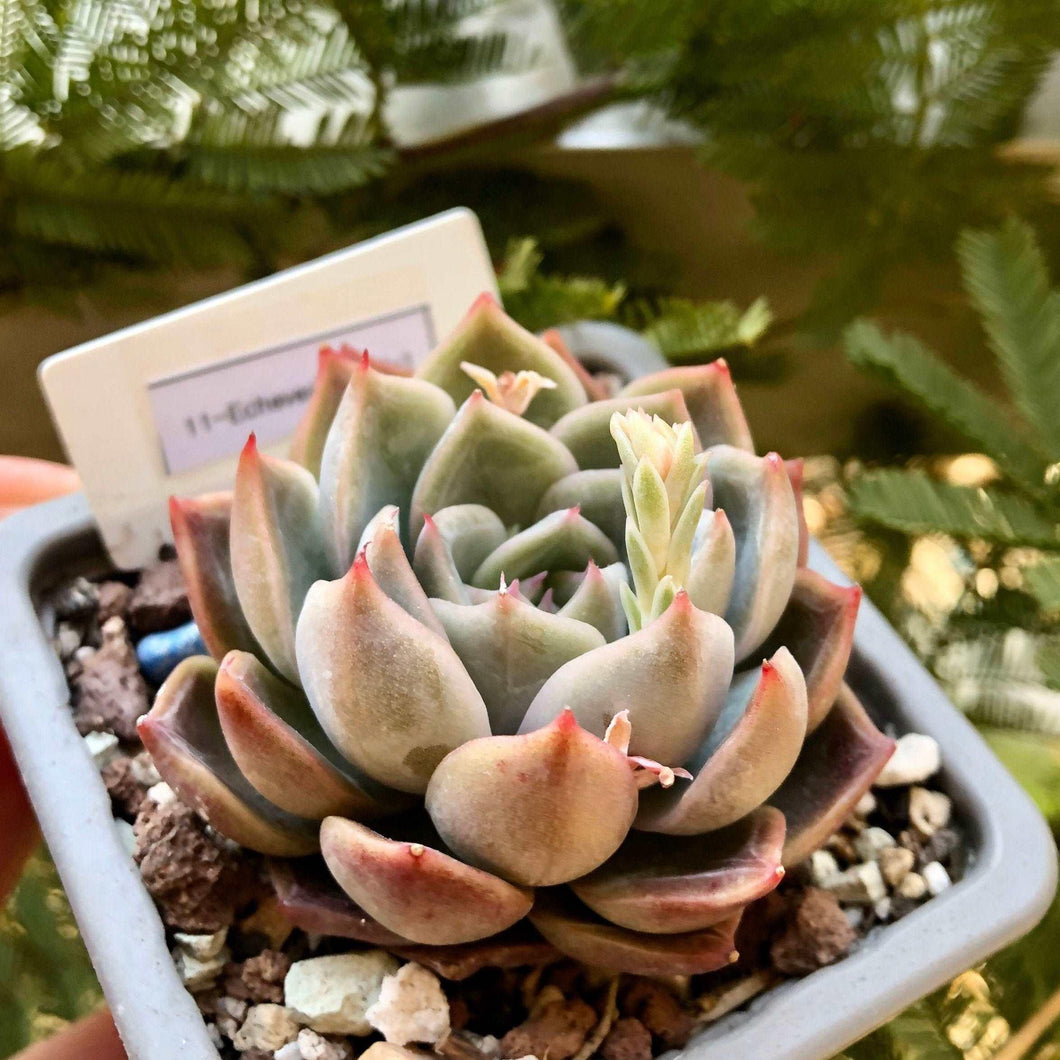 Echeveria Solid