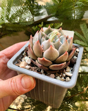 Charger l&#39;image dans la galerie, Echeveria Solid
