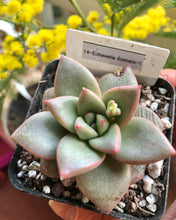 Load image into Gallery viewer, Echeveria Somers
