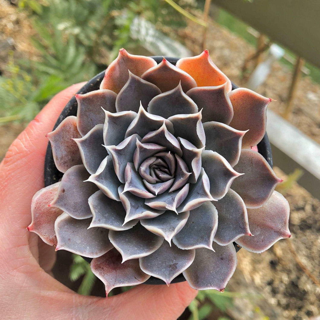 Echeveria Simulans Ascension