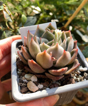 Charger l&#39;image dans la galerie, Echeveria Solid
