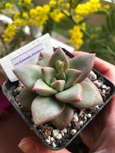 Load image into Gallery viewer, Echeveria Somers
