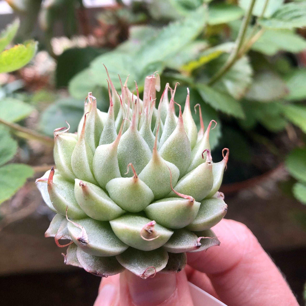 Graptoveria Silver Star