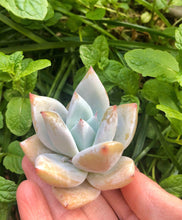 Load image into Gallery viewer, Echeveria White Dragon
