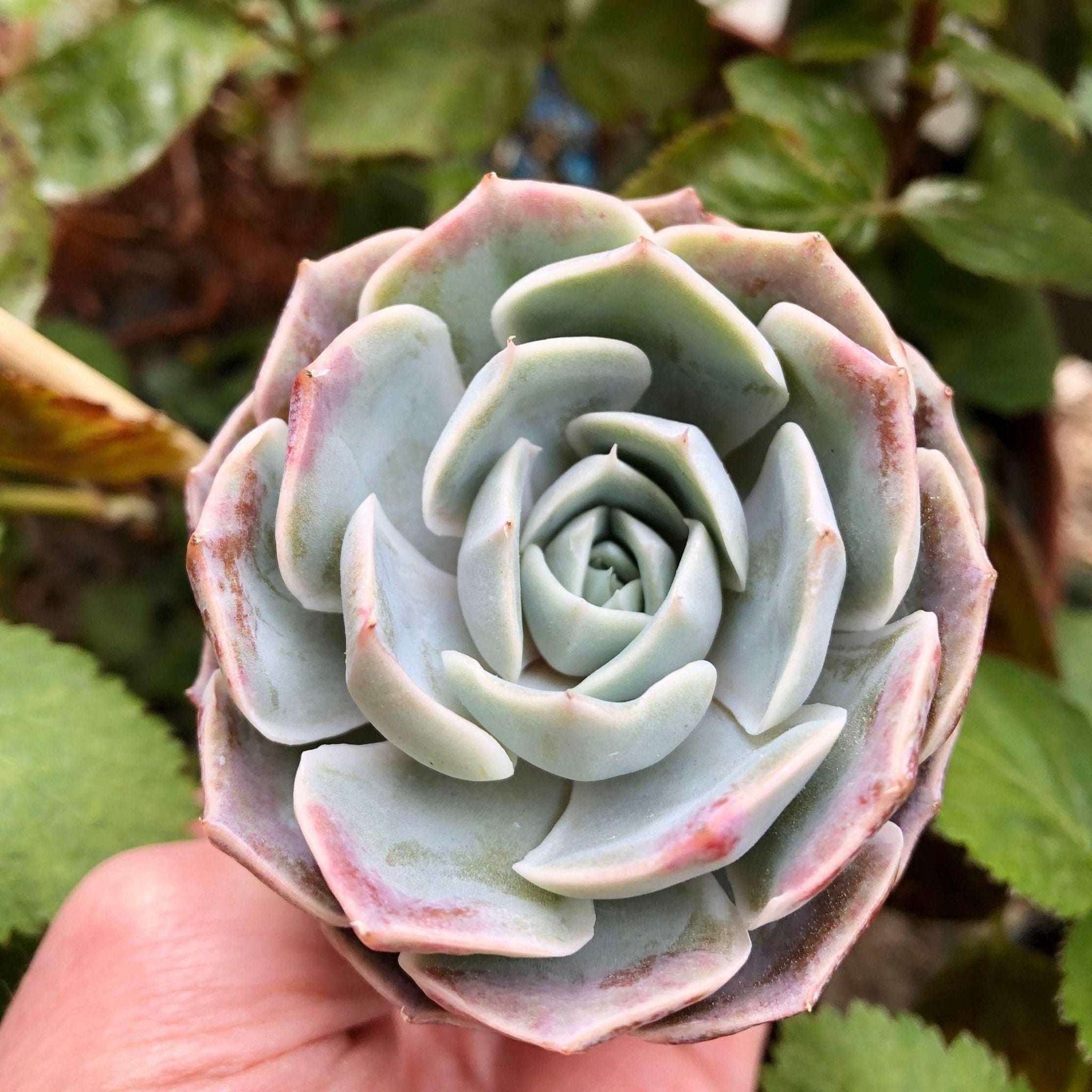 blue rose succulent flower Echeveria Blue Rose